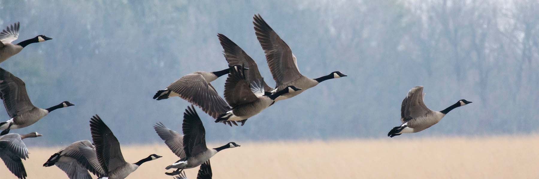 Canada Geese and Greater White-fronted Geese take flight at Goose Pond FWA in Greene County, Indiana.