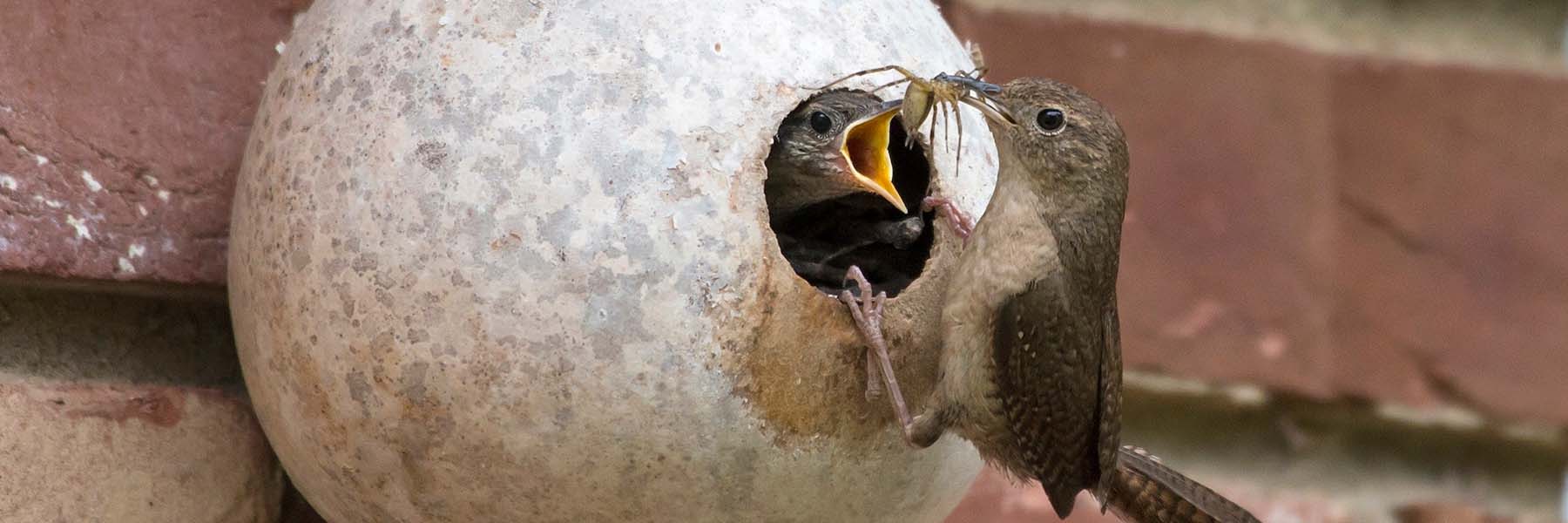 A House Wren clings to the gourd in which it has created its nest. A nearly fully grown nestling reaches out of the hole in the gourd to accept a spider from its parent.