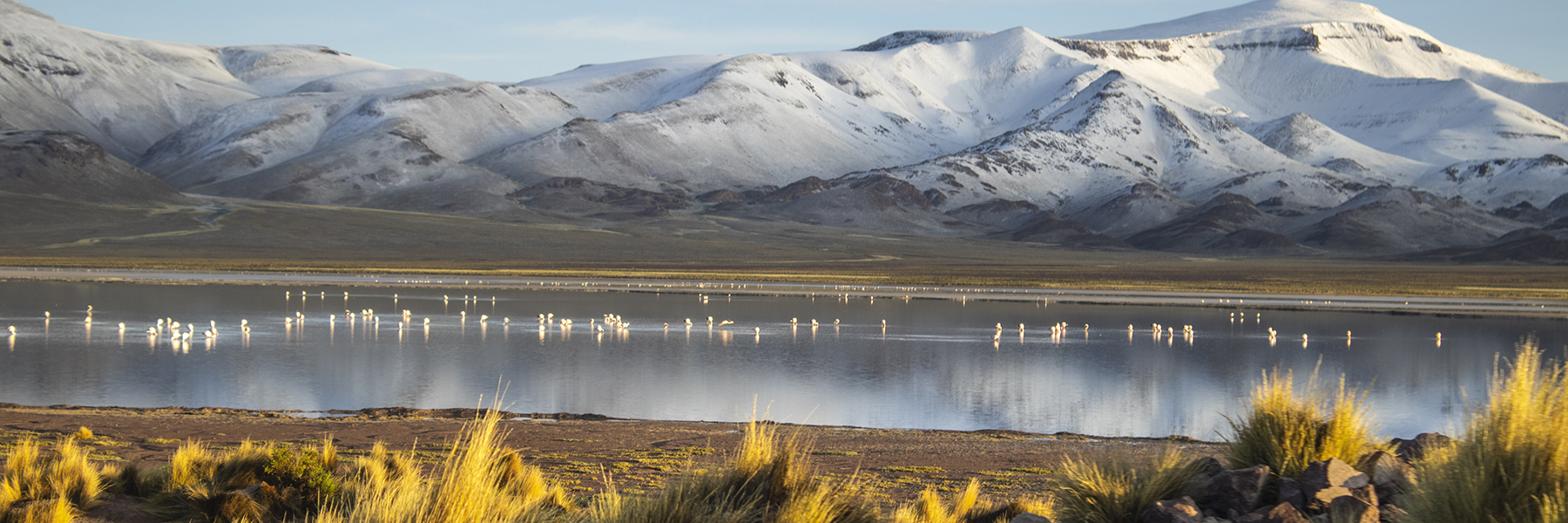 More than 100 flamingos wade in Lake Vilama. Snow-covered Andes Mountains and blue sky in background.
