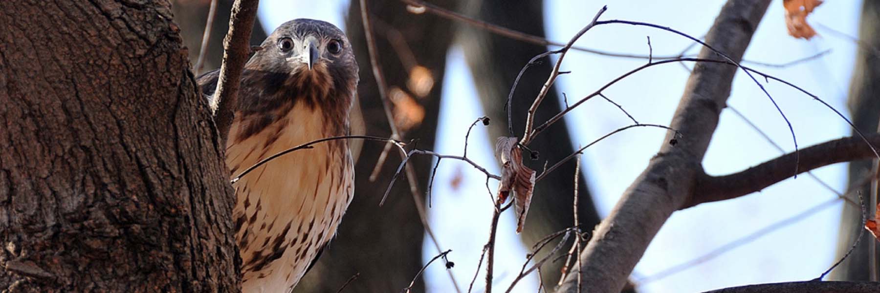 A Red-tailed Hawk perched on a branch looks out from behind the tree trunk.