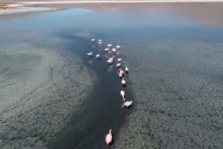 Twenty flamingos (large pink wading birds) follow a path through the vegetation in a shallow lake.